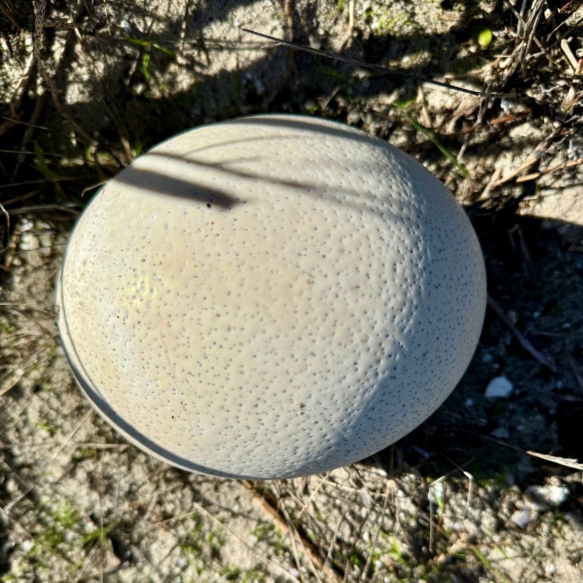 SpringfonteinE's tweet image. Unwind this friday with a fascinating fact: Ostriches lay the largest eggs of any bird! Read our blog to discover more amazing details about these incredible creatures. 🕊️ l8r.it/HODX 

#SpringfonteinEstate #Ostrich #Wildlife #NatureLovers #BlogPost