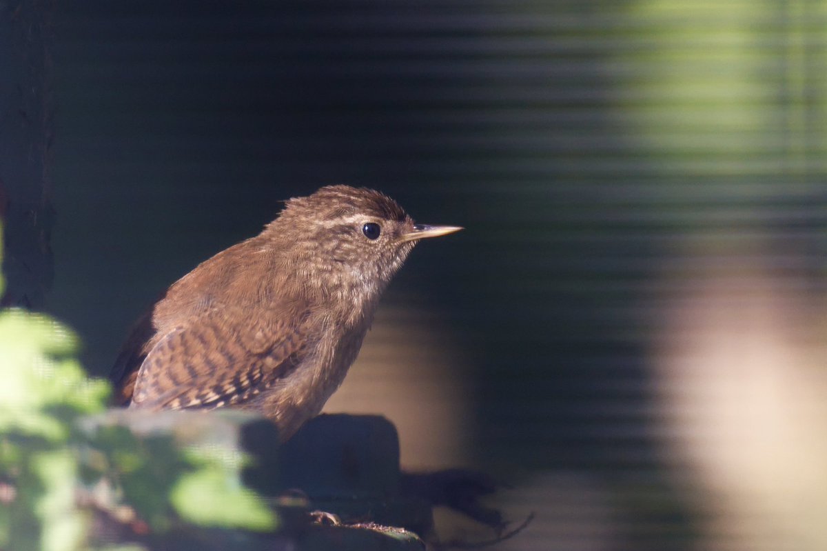 Giles Greenwood (@giles_greenwood) on Twitter photo A wren keeping an eye on me at @E17Wetlands this morning.
@WildLondon <a href="/Team4Nature/">Team4Nature</a> <a href="/NatureUK/">NatureUK</a> <a href="/Natures_Voice/">RSPB</a> <a href="/LeeValleyPark/">Lee Valley Park</a> A wren keeping an eye on me at @E17Wetlands this morning.
@WildLondon <a href="/Team4Nature/">Team4Nature</a> <a href="/NatureUK/">NatureUK</a> <a href="/Natures_Voice/">RSPB</a> <a href="/LeeValleyPark/">Lee Valley Park</a>