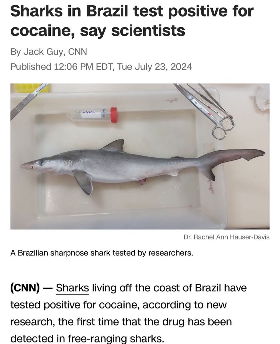 These sharks be wilding nowadays.