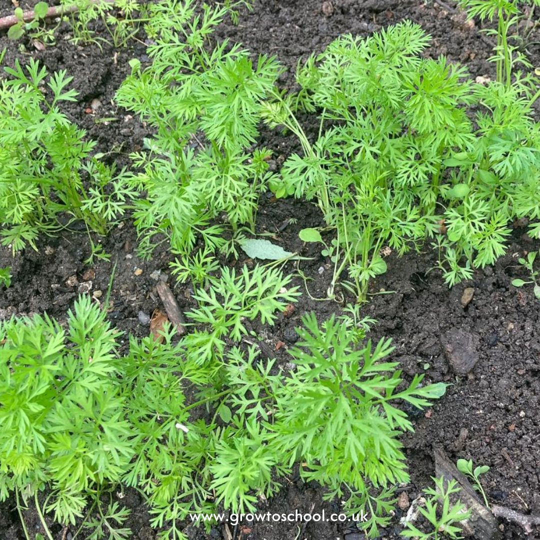 Wrapping up a fantastic year at Hyrstmount Junior School! From mounded leeks to thriving carrots, it’s been a year of growth and fun. Check out our highlights and see the amazing work our students have done. #SchoolGardening #EndOfYear #OutdoorLearning #GrowToSchool