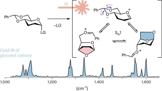 Mechanistic insight into benzylidene-directed glycosylation reactions using cryogenic infrared spectroscopy nature.com/articles/s4416…