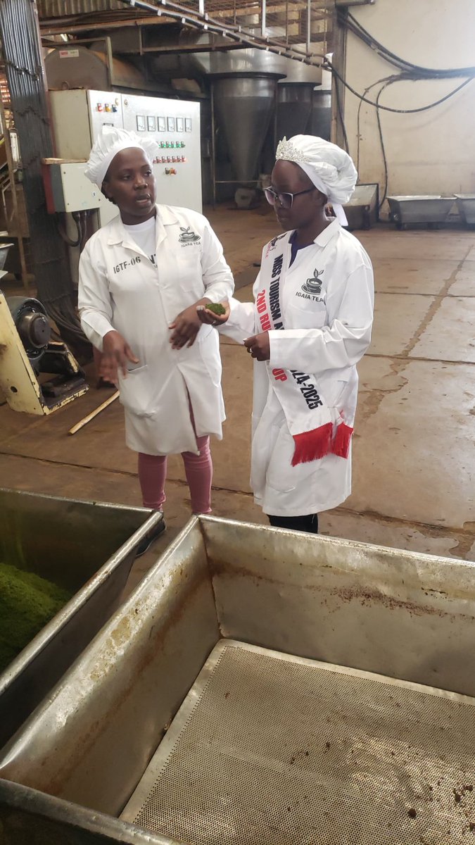 Shadiah Bany Ampuriire (@banyshadiah) on Twitter photo This is when the tea leaves are undergoing the fermentation process that takes about 90mins.<a href="/abbiegift6/">Abigail kirabo</a> <a href="/AnkoleCrown/">Miss Tourism Ankole π</a> <a href="/BakiriraShallon/">Bakirira Shallon</a> <a href="/misstourismUga/">MISS TOURISM UGANDA-PA</a> This is when the tea leaves are undergoing the fermentation process that takes about 90mins.<a href="/abbiegift6/">Abigail kirabo</a> <a href="/AnkoleCrown/">Miss Tourism Ankole π</a> <a href="/BakiriraShallon/">Bakirira Shallon</a> <a href="/misstourismUga/">MISS TOURISM UGANDA-PA</a>