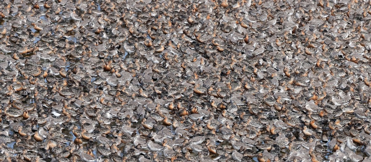 Knot a lot to see at #RSPBSnettisham this morning! <a href="/RSPBTitchwell/">RSPB Titchwell Marsh</a> <a href="/Natures_Voice/">RSPB</a>