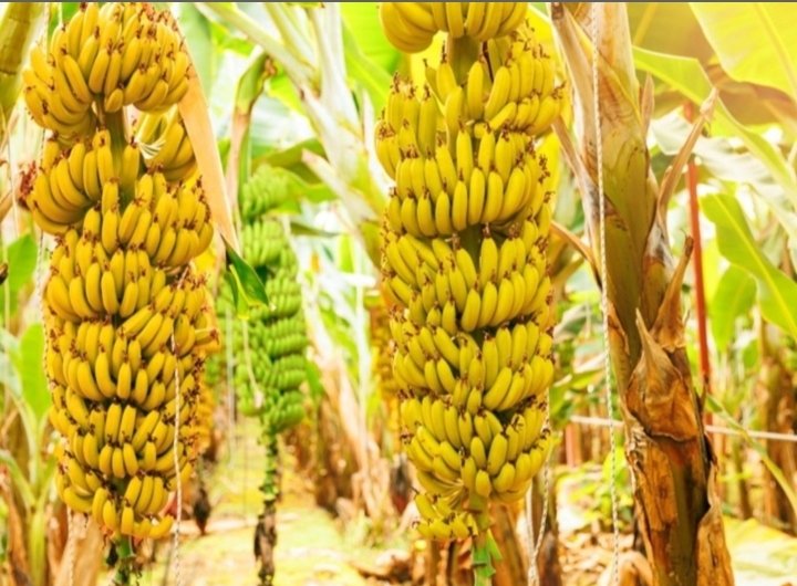 WorldlyHQ's tweet photo. Banana 🍌🍌🍌. https://t.co/sqVH6NTps9