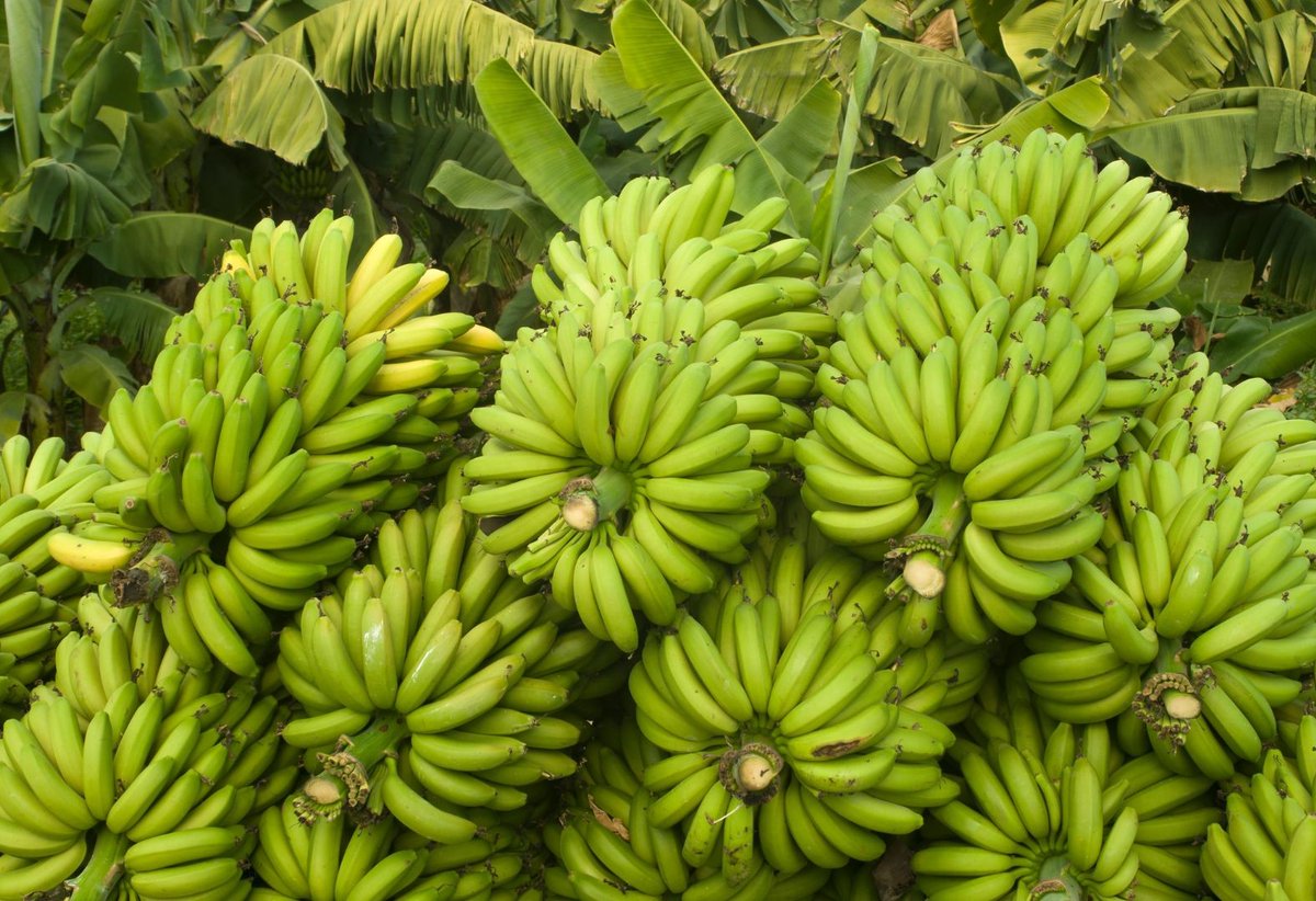 WorldlyHQ's tweet photo. Banana 🍌🍌🍌. https://t.co/sqVH6NTps9