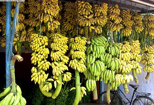 WorldlyHQ's tweet photo. Banana 🍌🍌🍌. https://t.co/sqVH6NTps9