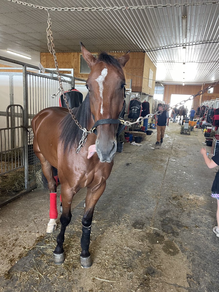 LusiAndAlbert's tweet photo. Herd family funny faces from, Magical Arthur, Magical Aoine, and Oceanside Magic. Happy Friday All.  #horselover #homebreds #Standardbredsrock https://t.co/HoMpWHZnUa
