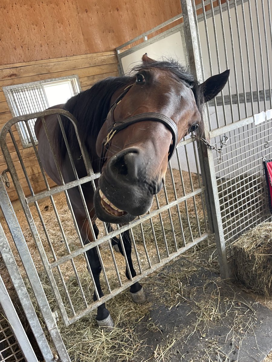 LusiAndAlbert's tweet photo. Herd family funny faces from, Magical Arthur, Magical Aoine, and Oceanside Magic. Happy Friday All.  #horselover #homebreds #Standardbredsrock https://t.co/HoMpWHZnUa