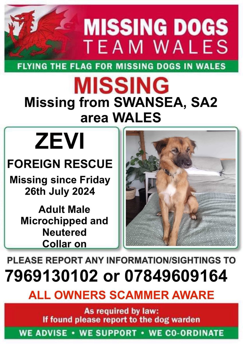missingdogwales's tweet photo. ‼️‼️FOREIGN RESCUE. SIGHTINGS ONLY NEEDED, DO NOT CHASE, CALL OR ATTEMPT TO CATCH‼️‼️
ZEVI WENT MISSING FROM #SINGLETONPARK, #SWANSEA, #SA2 area #WALES ON FRIDAY 26th JULY 2024
‼️LAST SIGHTED IN #KILLAY AREA. CALL NUMBERS ON POSTER ASAP IF SEEN https://t.co/4Tz627Bnpo