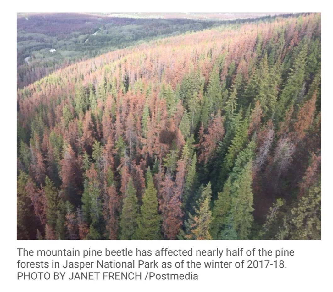 KnightLegg's tweet image. Jasper and climate change

Irek the Liberal MP from Windsor saw the Jasper fire. He - and others - are tweeting to make sure everyone knows how much they believe in climate change. 

He quotes Joe Biden, says “hearts break” for Albertans, then adds, ominously:  “But let’s also be…