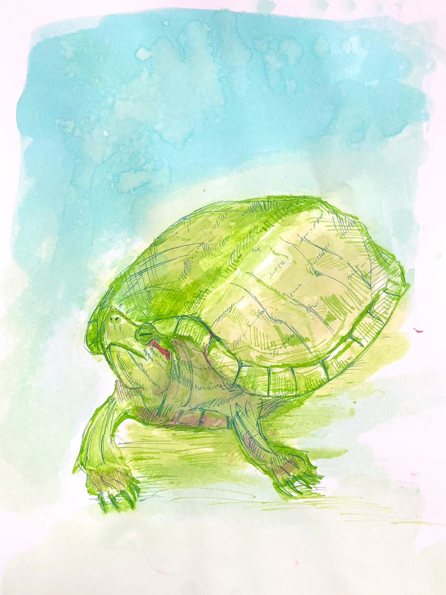 今週の火曜日に空へ旅立った我が家のカメ（ワカメちゃん）を描きました
空で友達と見守っててくれると良いな。お疲れ様、ワカメ
#ガラスペン #イラスト #亀 #カメ #ミシシッピアカミミガメ
