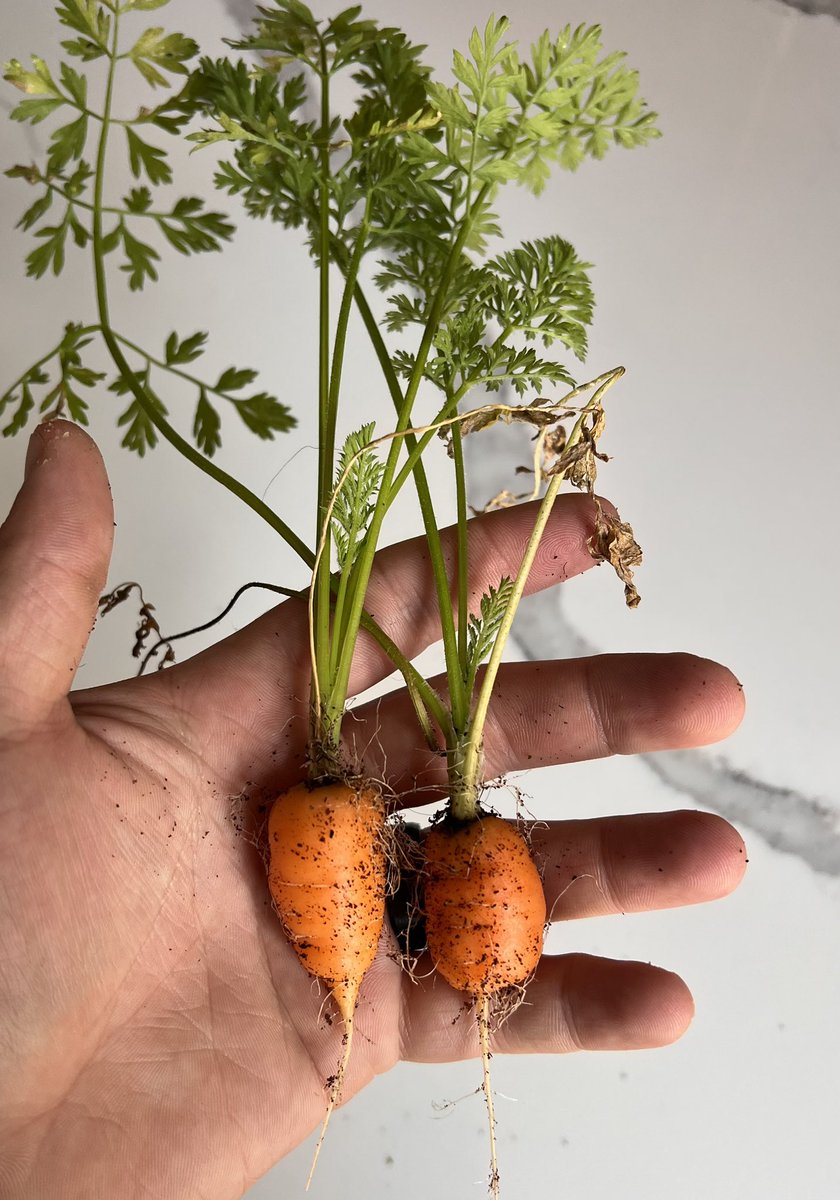 I’ll take my RHS gardener of the year award now thank you.