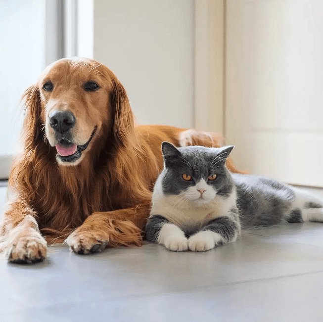 DogwifCat tweet media
