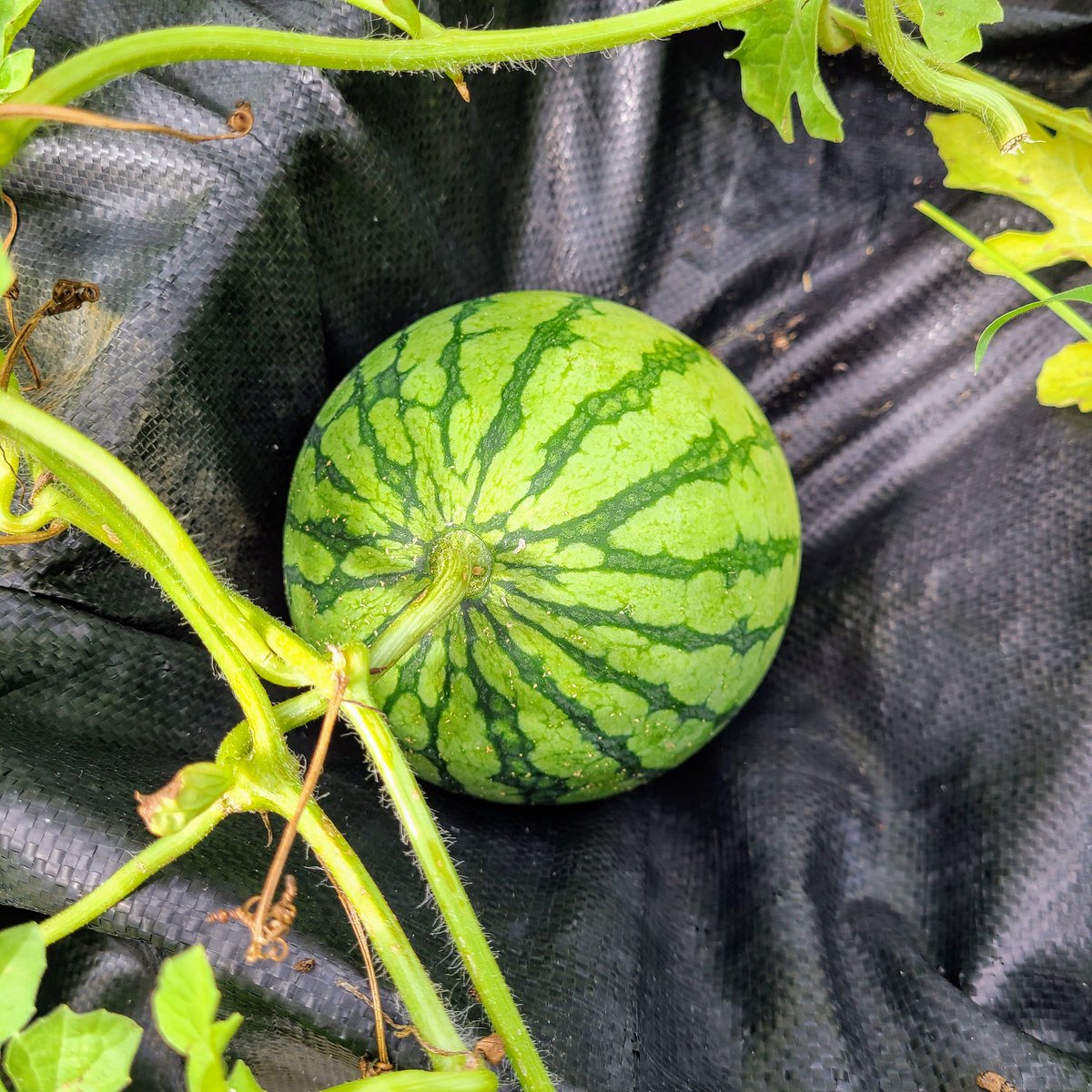 SaeCue's tweet photo. 2つ目の #小玉スイカ 🍉
夏の味❗
サイコー👍️
しかしこの2つで終わってしまうのか⁉️
花も全く咲かない😓
猛暑のせいとみた…🥵
#赤てまり #スイカ #smallwatermelon #watermelon #綿半 https://t.co/Fg3bgjW5n8
