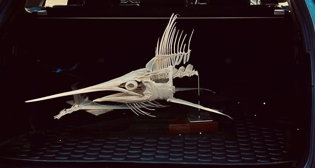 Elasmo-Morph tweet media