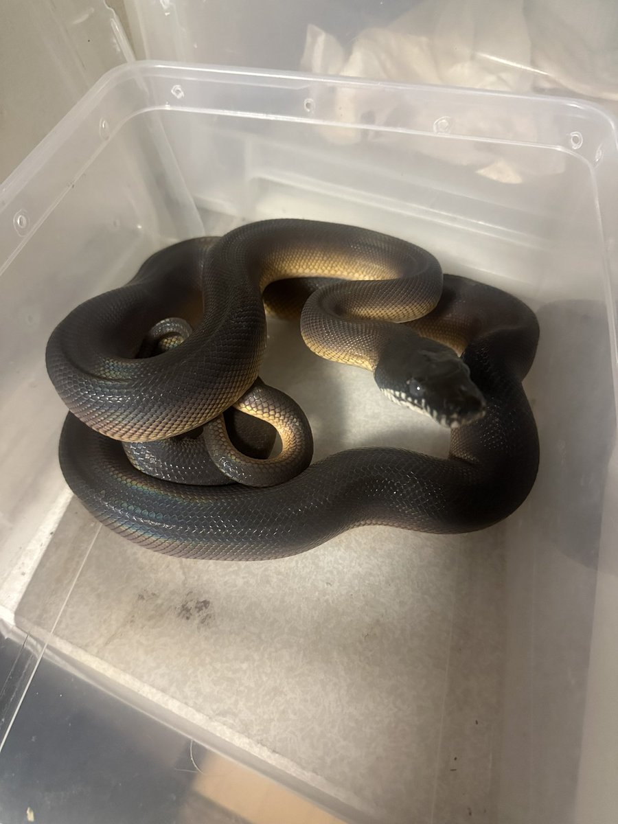 kopoty0107's tweet image. #アルバーティスパイソン
#Leiopythonalbertisii
今日はメンテ中によく噛まれた、カーペットにアルバ大、メキブラ、アオダイショウ
ナミヘビは血は出なかったけどパイソンはかすっただけで流血
写真は脱皮前アルバ︎︎ ♀小