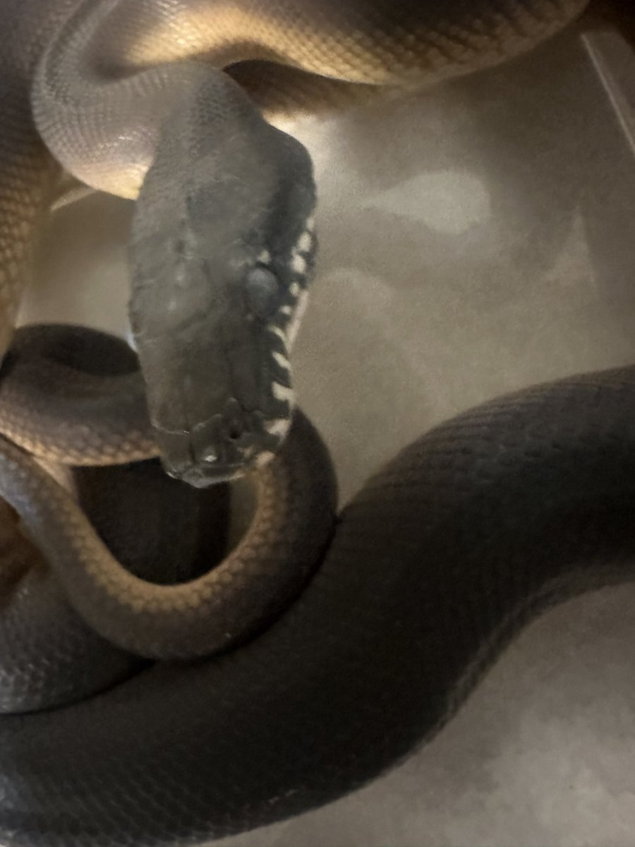 kopoty0107's tweet image. #アルバーティスパイソン
#Leiopythonalbertisii
今日はメンテ中によく噛まれた、カーペットにアルバ大、メキブラ、アオダイショウ
ナミヘビは血は出なかったけどパイソンはかすっただけで流血
写真は脱皮前アルバ︎︎ ♀小
