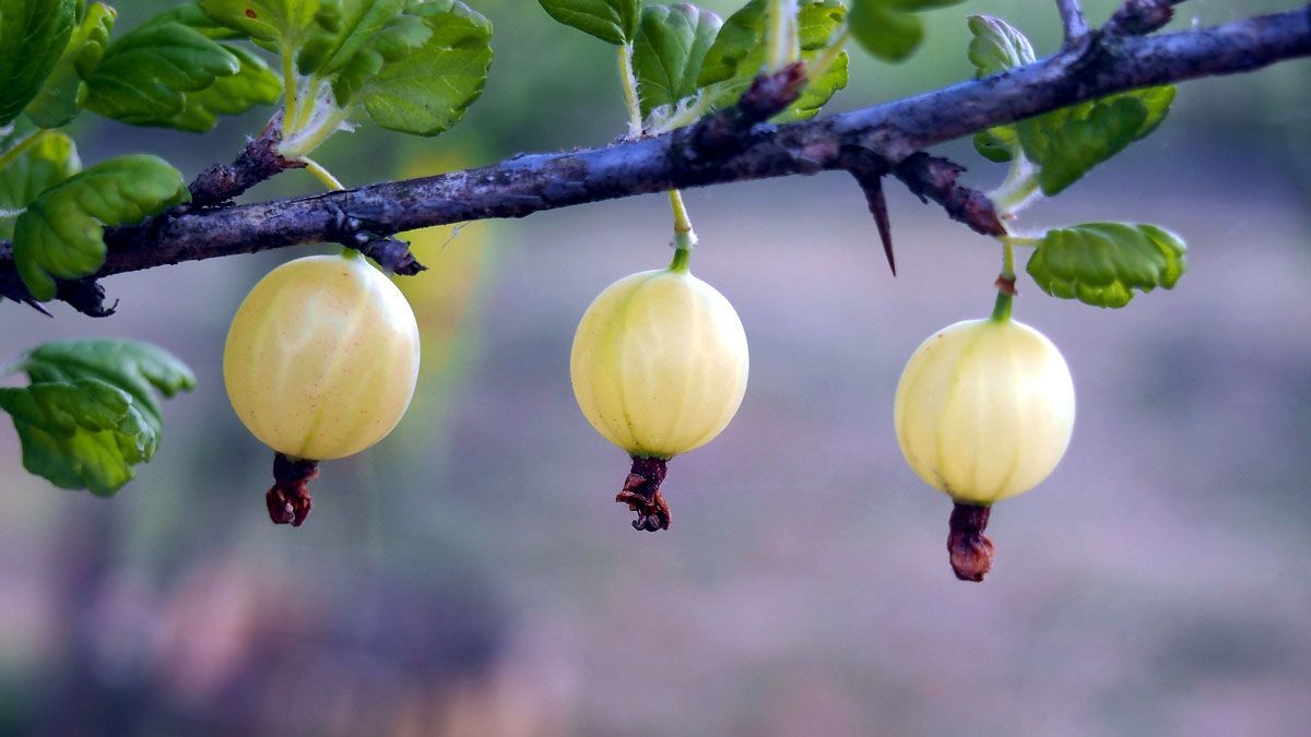 Jhortscib's tweet photo. #OpenAccess - Floral initiation in #gooseberry (#Ribes uva-crispa) and its control by #daylength and #temperature.
To rediscover one of our most read articles in JHSB 97:3, visit: https://t.co/m0RaSm4b0i
#flowering #photoperiod @NIBIO_no https://t.co/4cjhDQiPy3