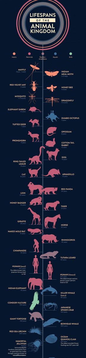Animals Life Spans