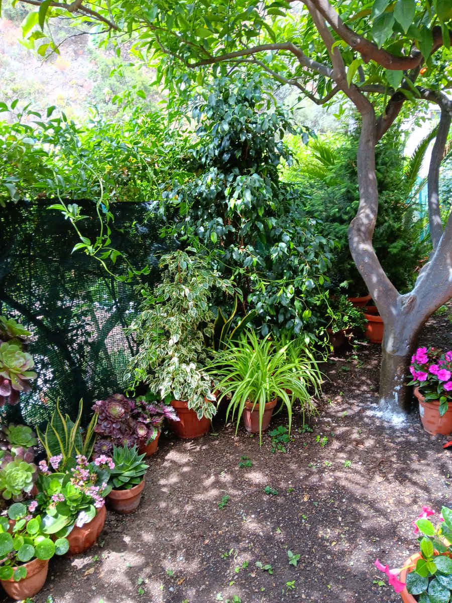Thomaspastry's tweet photo. Una parte del mio grande giardino.
Mantenere questo verde e in salute ogni singola pianta oltre agli alberi,non è facile con queste temperature torride e senza acqua piovana da mesi,ma loro resistono bene..forse perché sentono il nostro amore🥰🫶
#Sicilia #polliceverde #26luglio https://t.co/ydCD5Gs2Zq