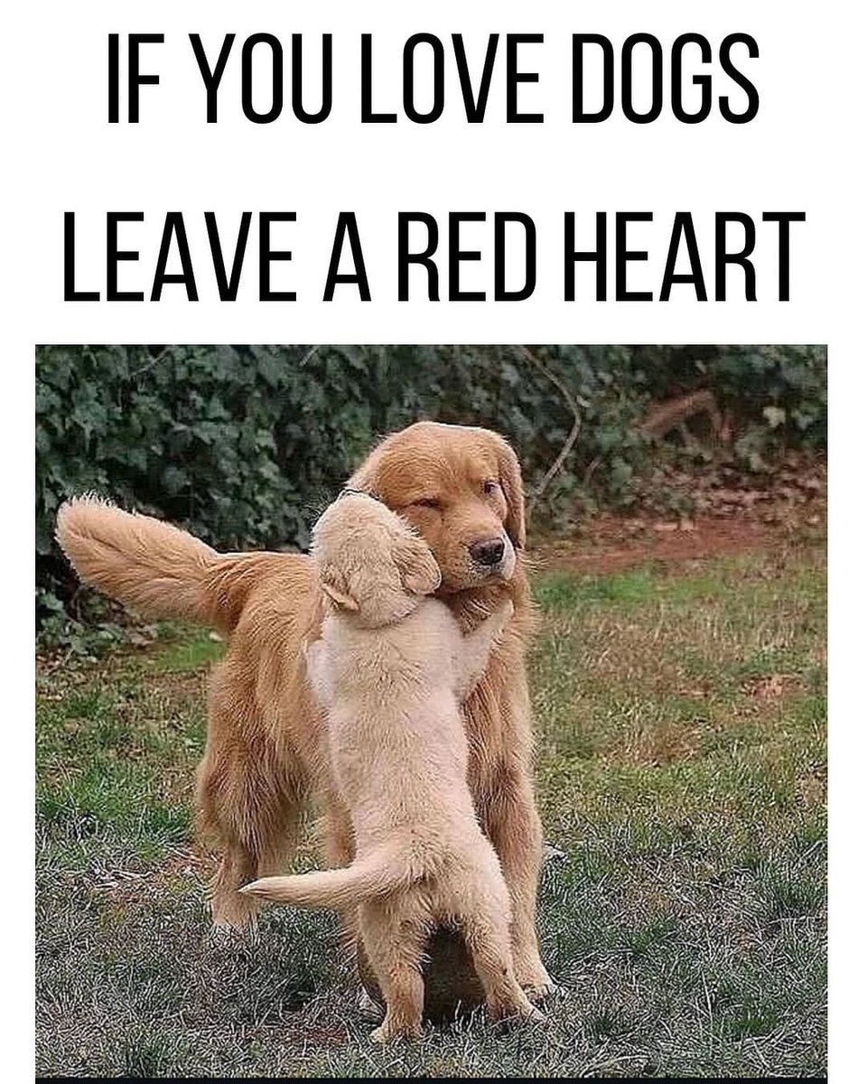 𝕏 Dogs (@_xdogs) on Twitter photo 