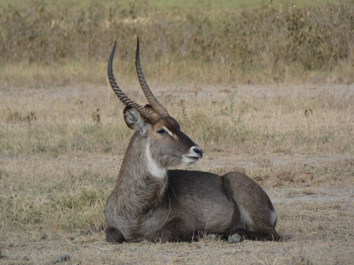 See things from a different perspective when you explore Amboseli National Park.

Amboseli is a destination with lots of excitement galore and so much to see and do.

Make plans for a safari with us today.
Contact us: Call/WhatsApp +254 0100 512936