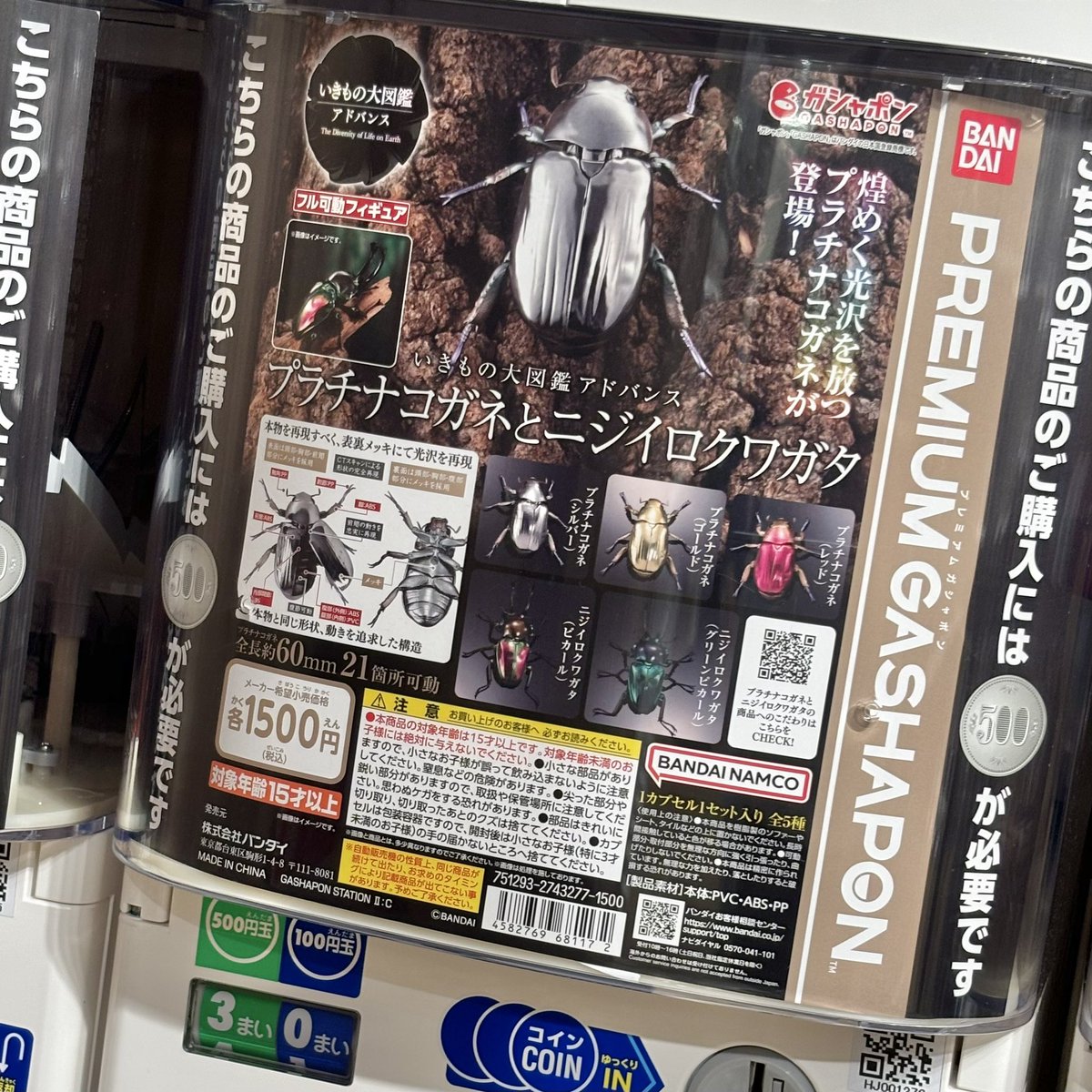ニジイロクワガタ(ピカール血統)まわしてきました。艶弱めです。