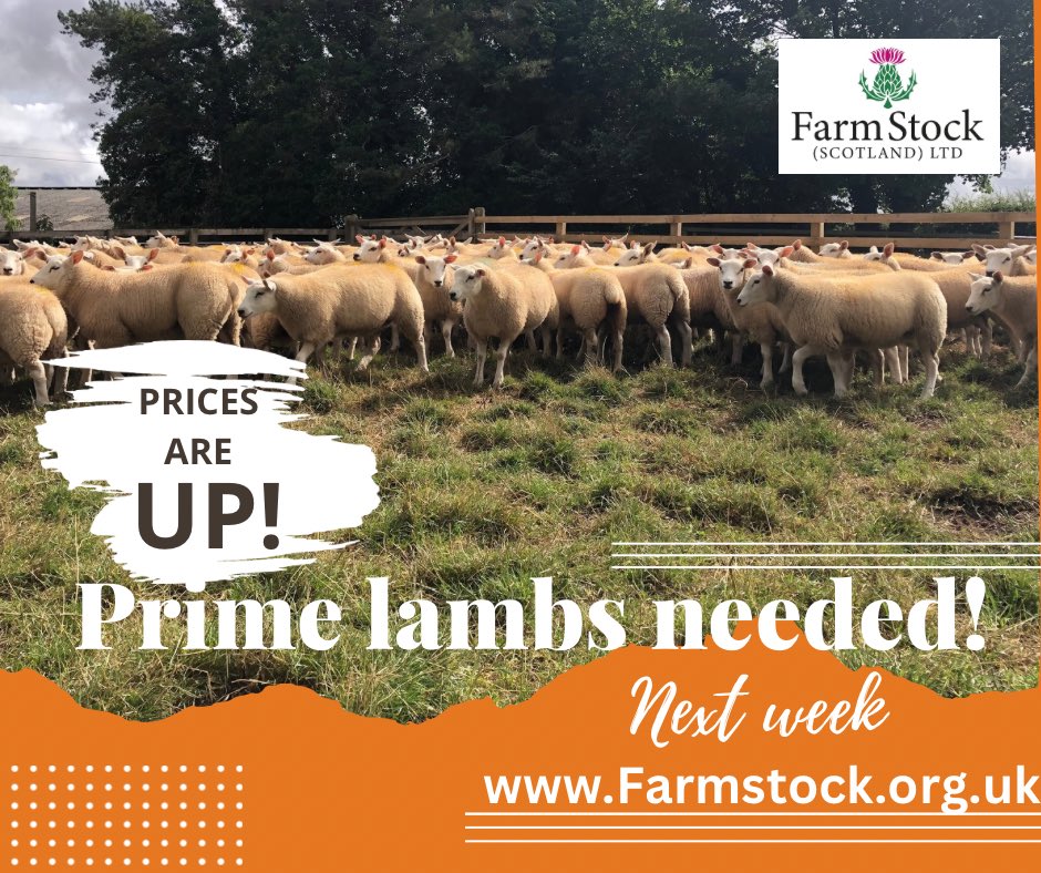 Farm Stock Scotland (@farm_stock) on Twitter photo 