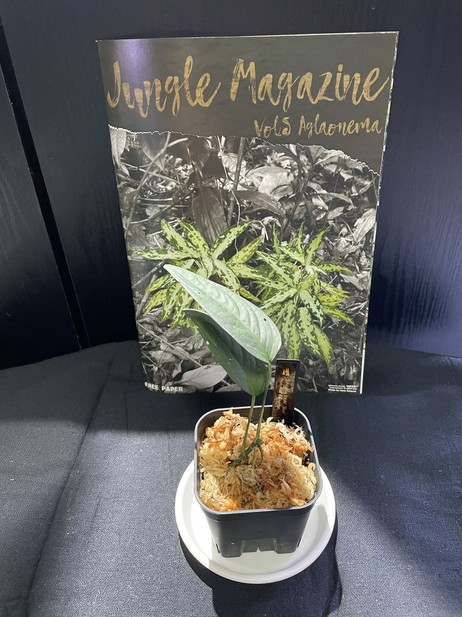 228BLKfishborn's tweet image. 先日native forestさんの植物が入荷したとのことでパンタナルさんへ。
渋カッコいいスキンダプサスを見つけて即購入！(*☻-☻*)巷で話題のジャンマガも頂きました^ - ^

Scindapsus treubii 'Black' 
from West Kalimantan

#AQUAworldパンタナル
#nativeforest