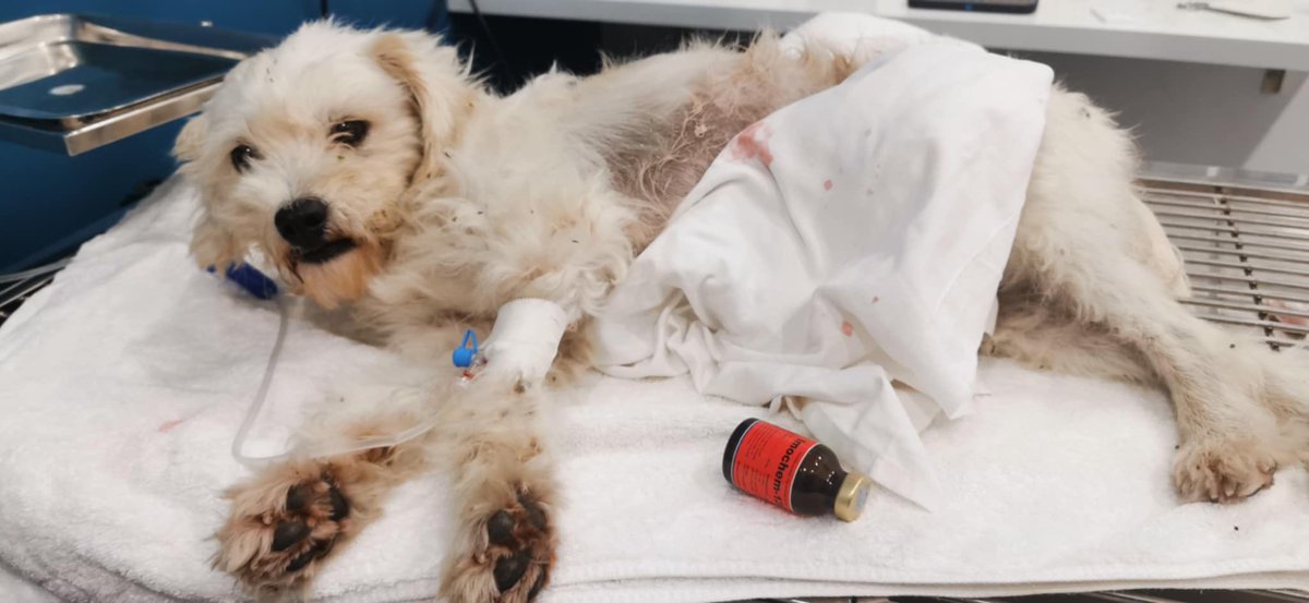 @vnanimalaid tweet media