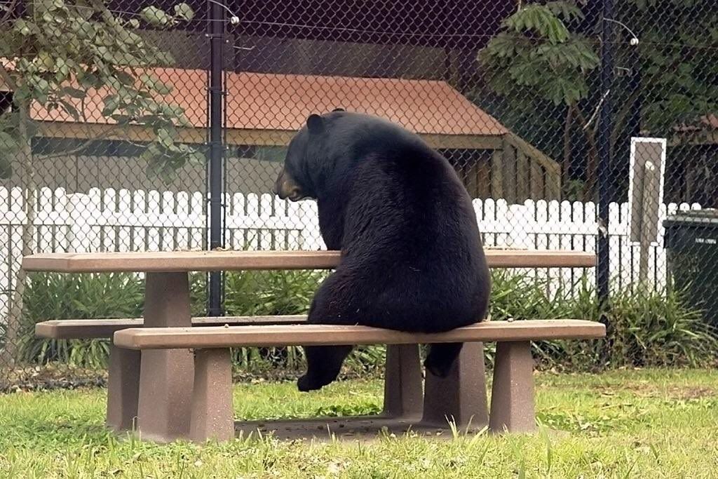 Stop what you're doing.

Bears at picnic tables.