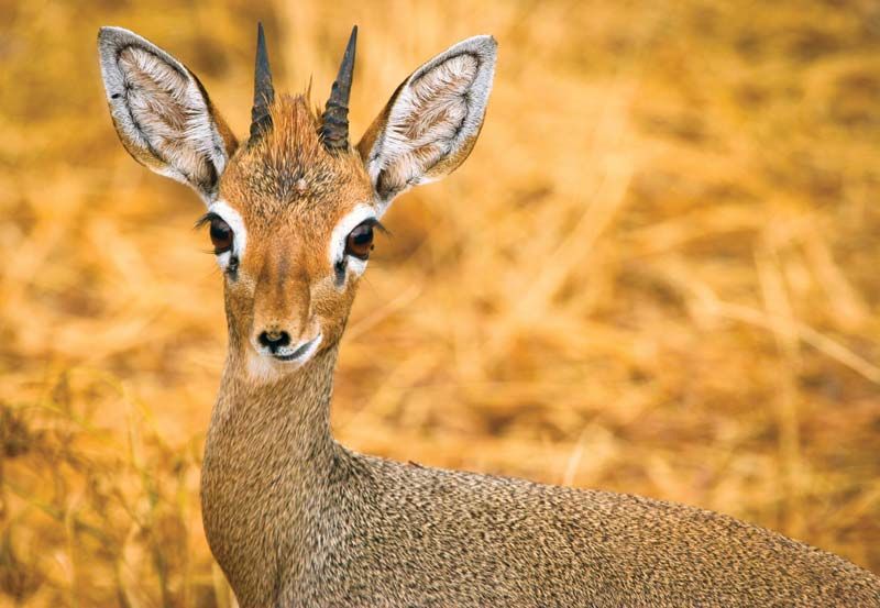 DanielAshley13's tweet photo. #CreaturesFromHistory Richard "Tricky Dik-Dik" Nixon 

*This is a dik-dik https://t.co/QPNVzcSpPs
