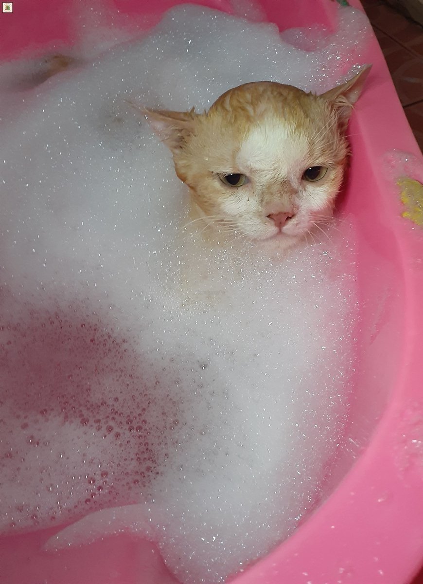 kochengfs's tweet photo. kcg! Dimandiin mami gara-gara gulung-gulung di pasir yang banyak pupitanya. Padahal udah malem😾 https://t.co/GsAOyXBxAf