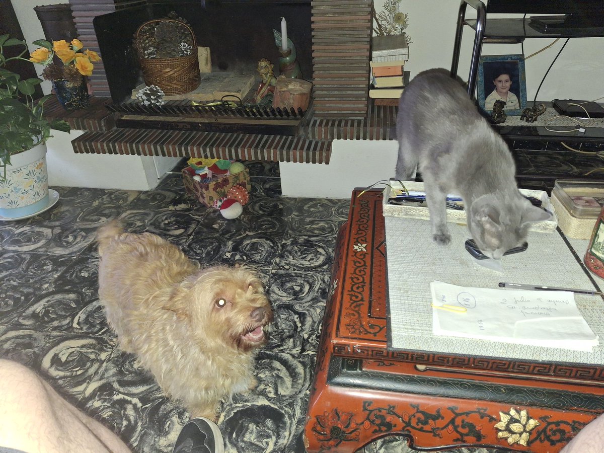 Javithekiller1's tweet image. Actualizo mi foto fija, que ya tocaba jajaja. Como antes, foto de mis 2 hermanitas. 11 añitos tiene Mai, la perra, y el 14 de Septiembre cumplira 2 Nami, la gatita. El amor de la casa🥰