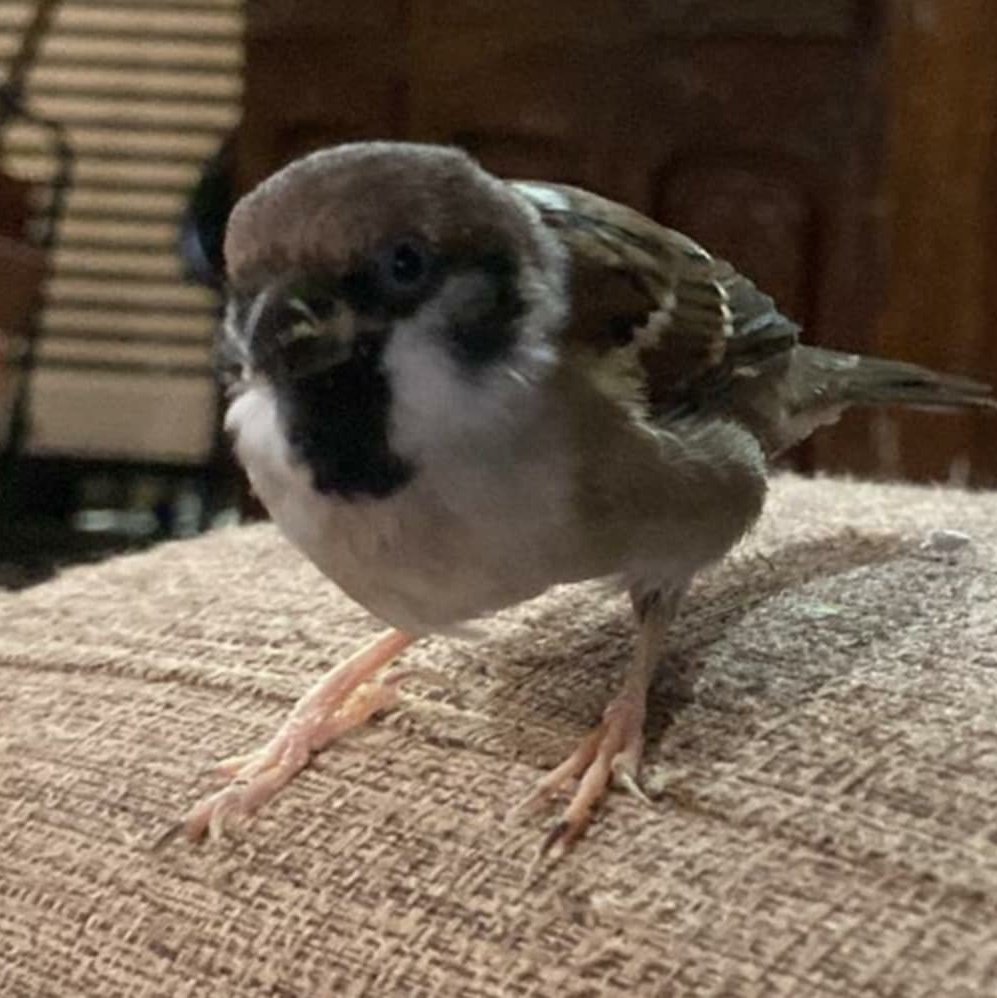 AngelaLoisse_'s tweet photo. Good evening from Ely da Bird https://t.co/KaRzw170nV