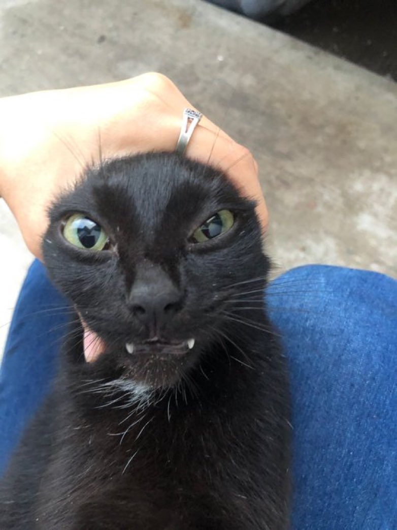 Cats with their heads held back (@catsheld) on Twitter photo 