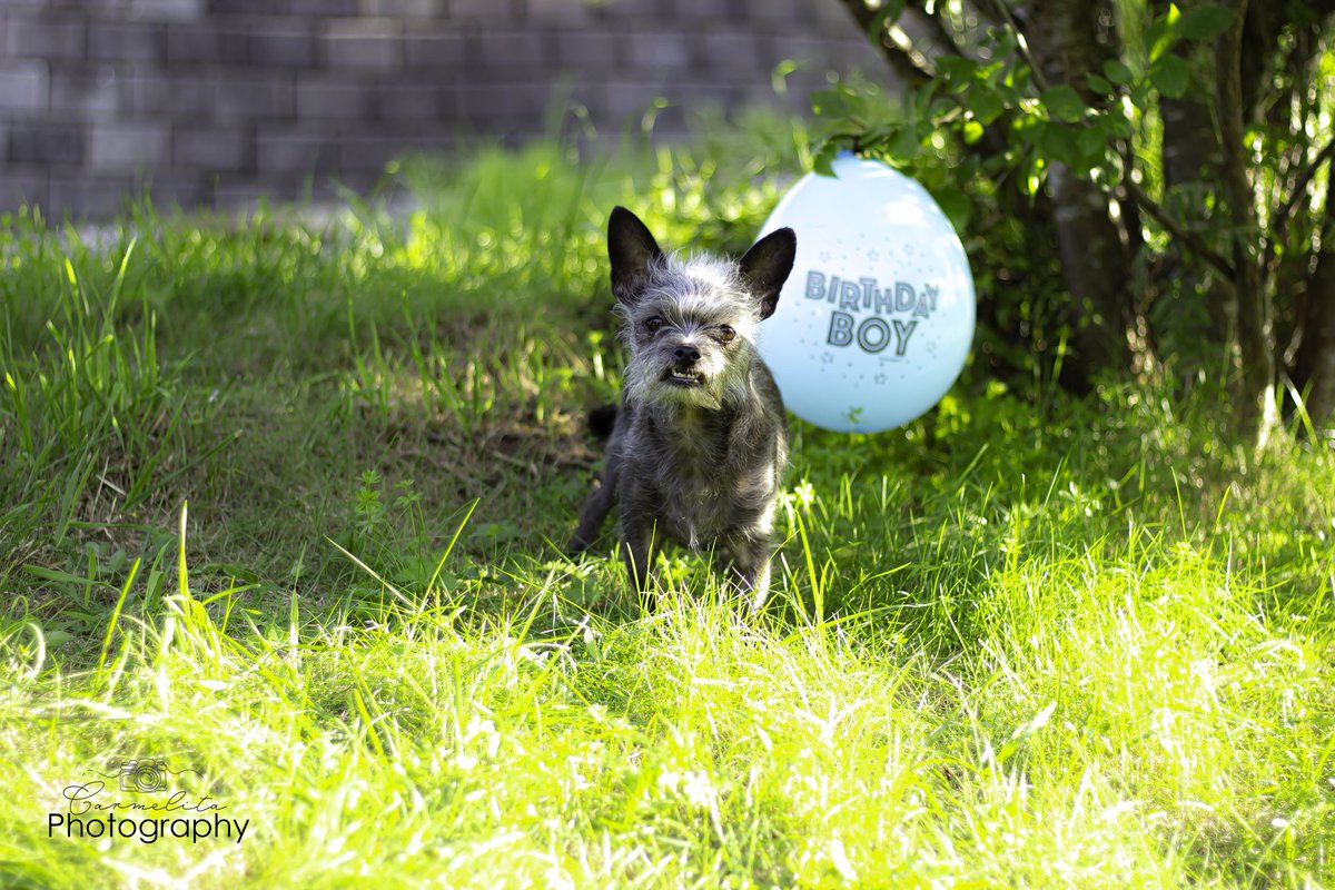 Happy 7th Birthday Casper 🎉 

#photography #dogsoftwitter #birthdayboy #dogphotograohy 
#PHOTOS #Happybirthday 
#twitterdogs