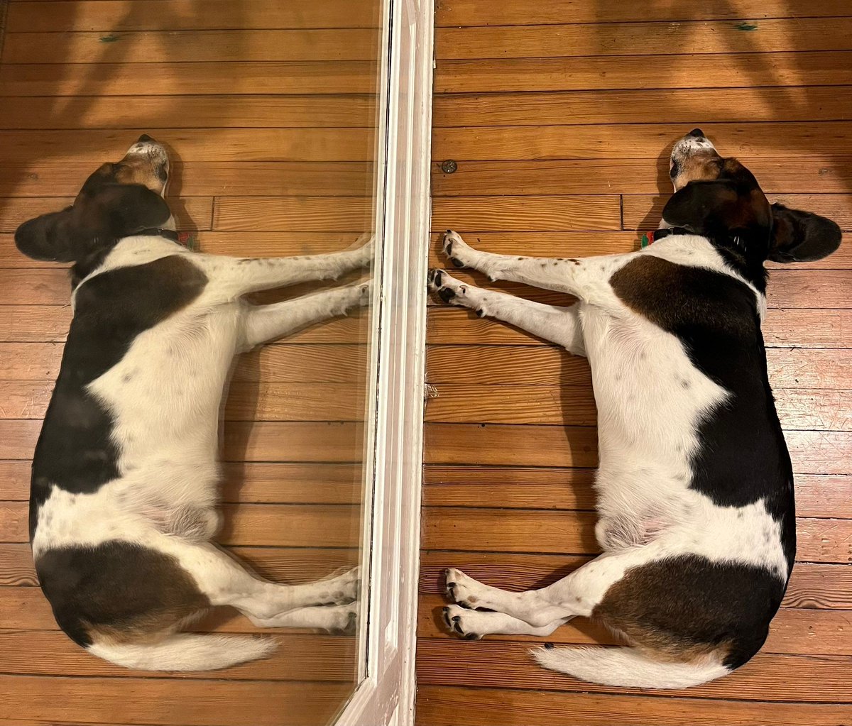 Beagle Facts tweet media