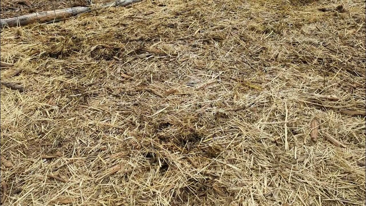 ProsperityHmstd's tweet photo. An unusual hay waste reduction strategy for goats. No special equipment needed, https://t.co/NoCOW89zVL #NoWasteHay #WhatGoatsEat #RaisingGoats https://t.co/AwgwmP1cqY