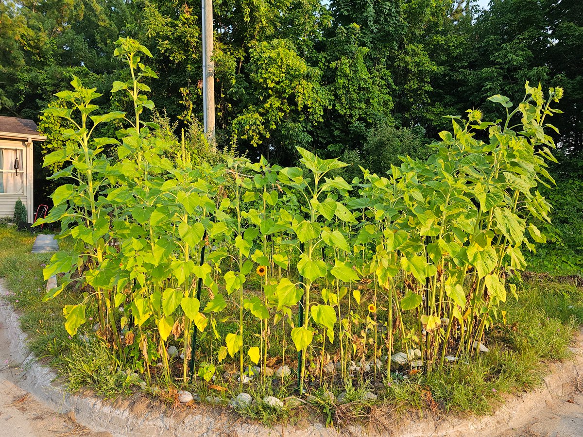 GTBMember's tweet photo. Taking pictures of my sunflower garden everyday is going to make a sweet n sunny video! #Sunflowerroom #Sunflower #room still goin! #growing #sun #flowers in a circle https://t.co/SMc5Ap3w7V