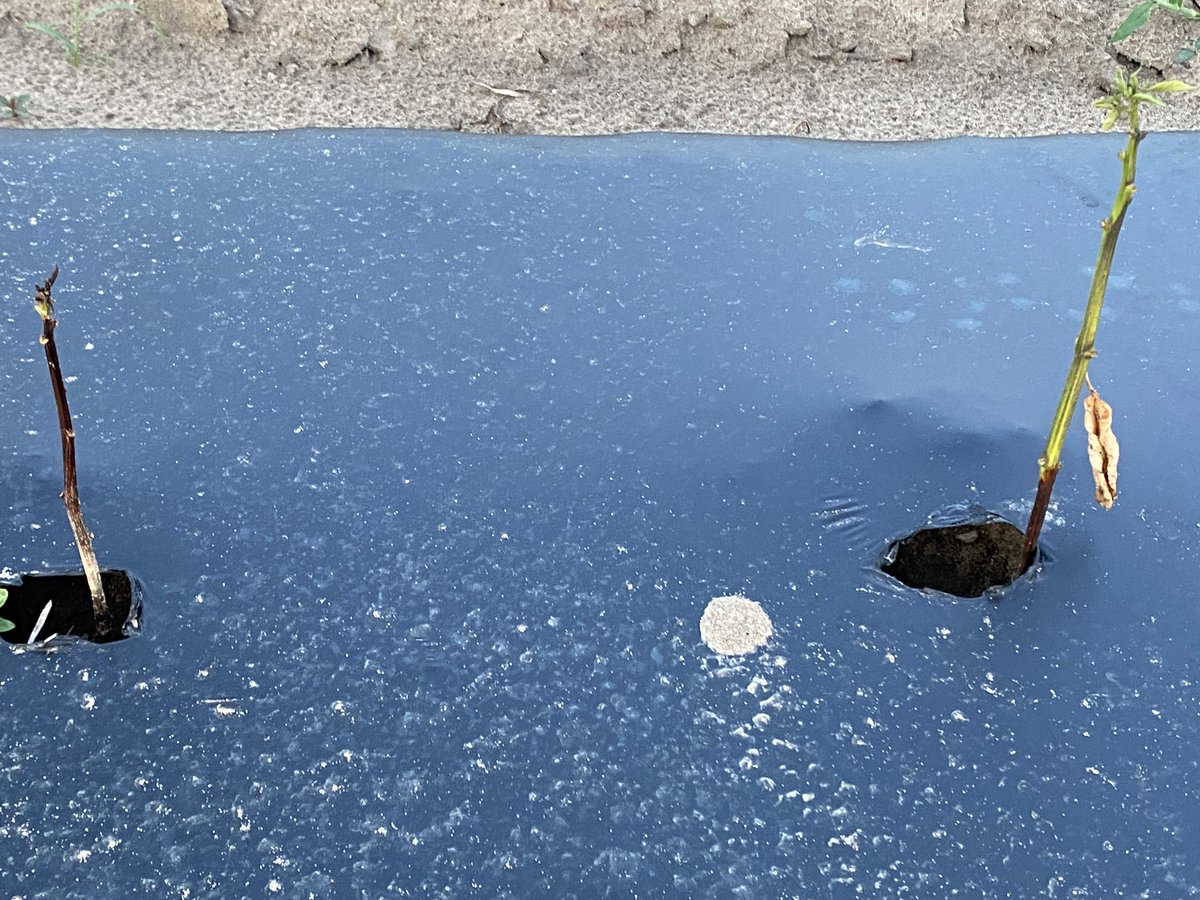 Peppers crown rot (P. Capsici).