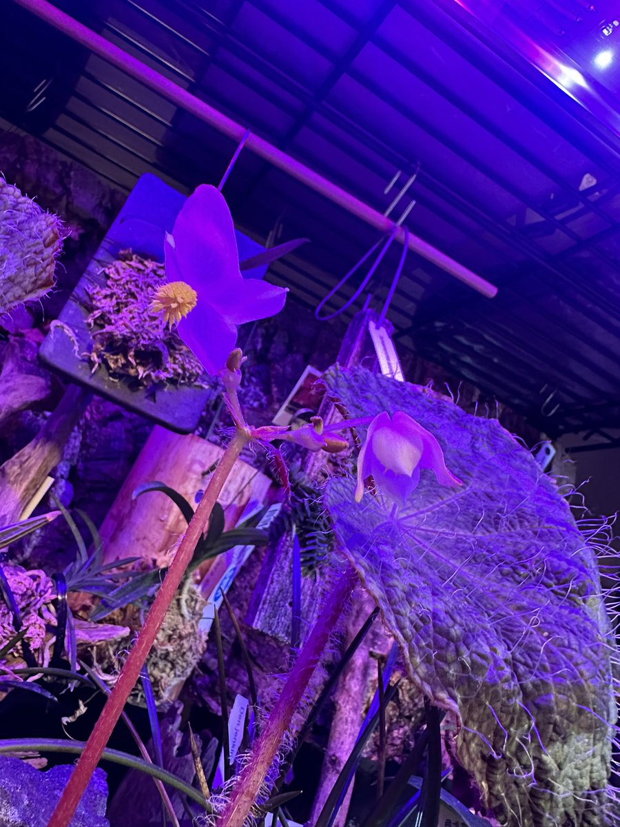 sk_plants's tweet photo. 咲き乱れてます

#begonia #sizemoreae https://t.co/FinQQmWIhd