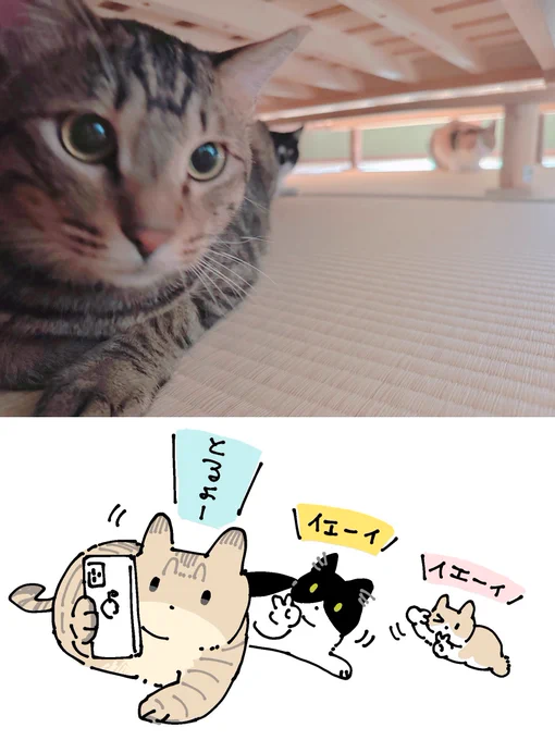 3匹一緒に撮りたかったんだけど、全員が上手く入らなかった自撮りみたいな構図になってしまった