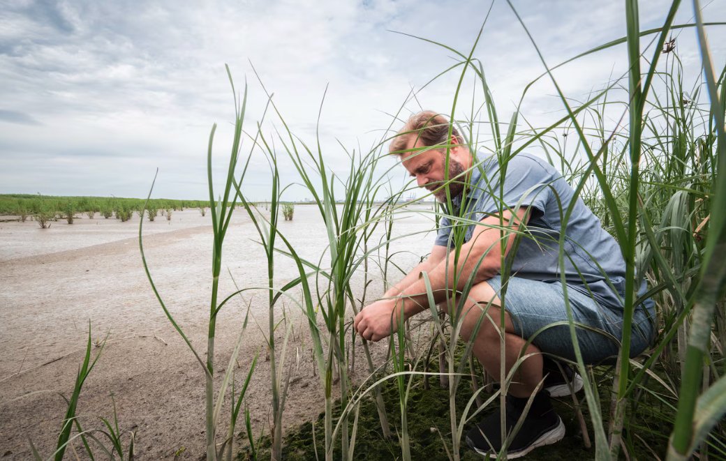 Aardig stuk in <a href="/trouw/">Trouw</a>:
"In de brakke blubber van de Hedwigepolder floreren nu het nopjeswier en de slijkgarnaal"
trouw.nl/duurzaamheid-e…