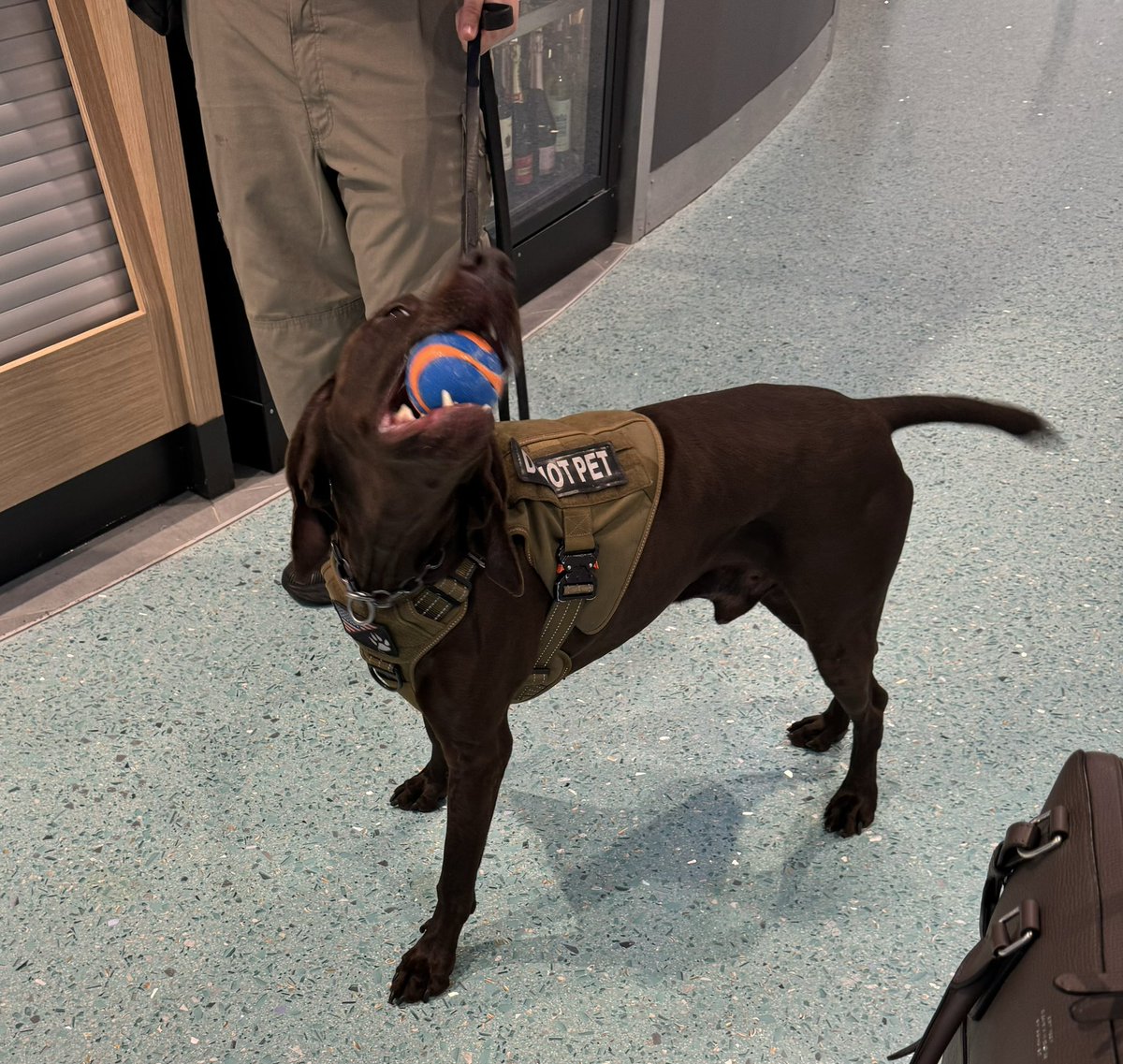 Robin Braun (@vizslageek) on Twitter photo Terrific #AI customer conversations! Love talking how #LLM and #GenAI can help transform a business. Best part of my early trek home from <a href="/JAXairport/">JAXairport</a> - Coco the security pup! #vizsla cousin #GoodMorning Terrific #AI customer conversations! Love talking how #LLM and #GenAI can help transform a business. Best part of my early trek home from <a href="/JAXairport/">JAXairport</a> - Coco the security pup! #vizsla cousin #GoodMorning