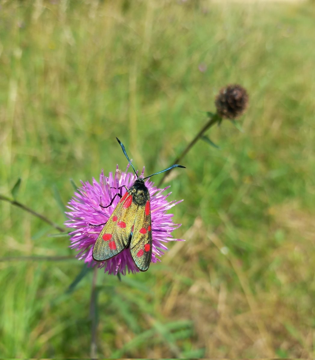 Hadn't appreciated the iridescence of burnet moths until today. Also, I can't think of the word iridescence without thinking of <a href="/CuratorClare/">Clare Brown</a>.