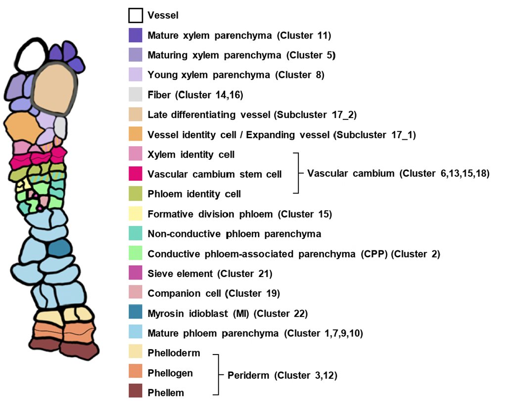 Excited to share our most recent preprint! <a href="/Munan_Lyu/">Munan Lyu｜吕沐楠</a>, Hiroyuki Iida and co generated a comprehensive transcriptome atlas of the developing root undergoing secondary growth. scRNAseq data was validated with close to 100 fluorescent reporter lines! biorxiv.org/content/10.110…