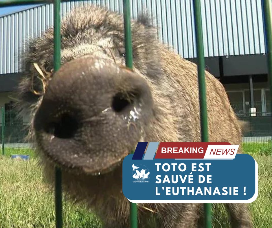 📢[TOTO LE SANGLIER EST SAUVÉ DE L’EUTHANASIE !]📢

Une procédure judiciaire (un recours en tierce opposition principale) avait été engagée par la <a href="/VilledeCMz/">Ville de Charleville-Mézières</a>, contre l’ordonnance d’euthanasie du #sanglier Toto, avec notre soutien.

Nous avions mandaté l'un de nos avocats,