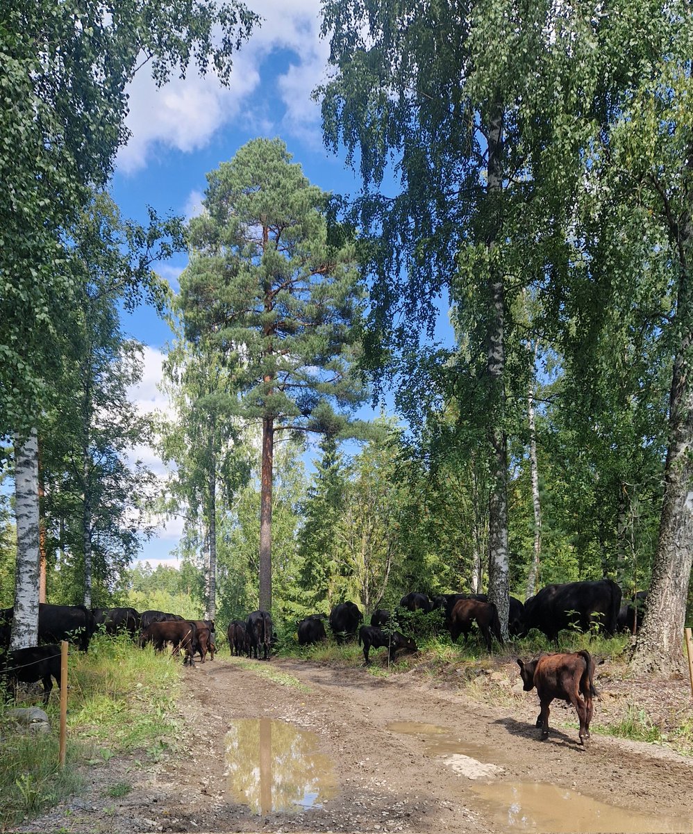 Hienosti syöty mäki. Siirto uudelle luonnonlaitumelle. Sinne ne lähtivät tyytyväisinä tutkimaan uutta aluetta.