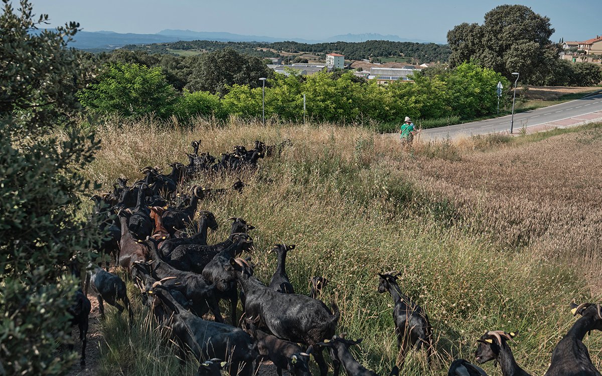Osona.com (@osona) on Twitter photo En el marc del projecte 'Camins de Vida', el ramat de cabres de Daniel Giraldo travessa el #Lluçanès, per on passa el mil·lenari <a href="/camidemarina/">Camí ramader de Marina</a>, per reivindicar la transhumància, l'ofici de pastor i el patrimoni rural
✍️ <a href="/irigvinyet/">Irene Giménez i Vinyet</a>
📸 <a href="/oriolclavera/">Oriol Clavera</a>
➡️ naciodigital.cat/osona/societat… En el marc del projecte 'Camins de Vida', el ramat de cabres de Daniel Giraldo travessa el #Lluçanès, per on passa el mil·lenari <a href="/camidemarina/">Camí ramader de Marina</a>, per reivindicar la transhumància, l'ofici de pastor i el patrimoni rural
✍️ <a href="/irigvinyet/">Irene Giménez i Vinyet</a>
📸 <a href="/oriolclavera/">Oriol Clavera</a>
➡️ naciodigital.cat/osona/societat…